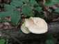 Olaszgomba (Polyporus tuberaster), Budai-hegység. Pillás kalapszél